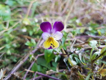 Close-up of purple crocus blooming outdoors