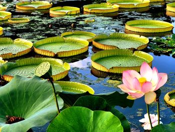 Lotus water lily in lake