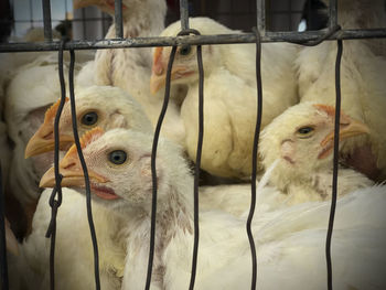 Close-up of chickens in cage