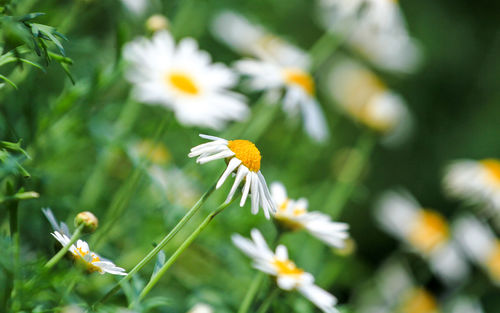 Close-up of white daisy flower
