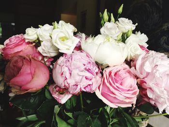 Close-up of pink roses