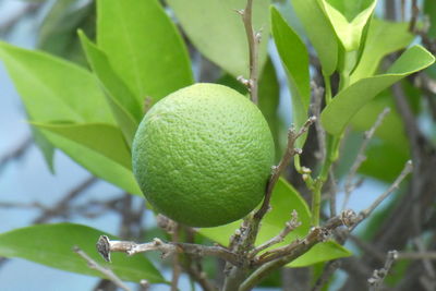 Close-up of fruit growing on tree