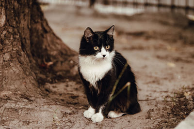 Portrait of cat sitting on field