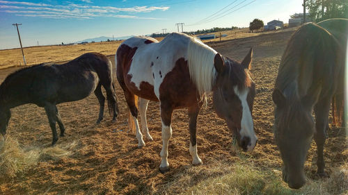 View of horse grazing on field against sky