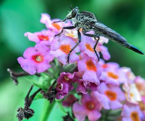 Close-up of insect on purple flowering plant
