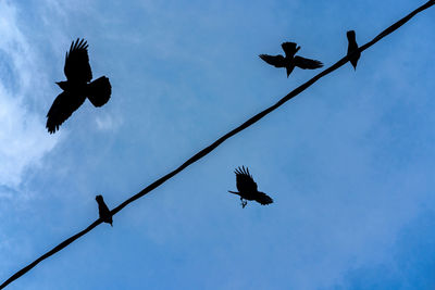 Low angle view of birds flying