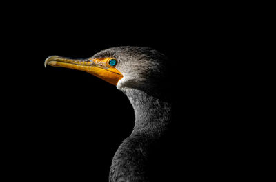 Close-up of bird against black background