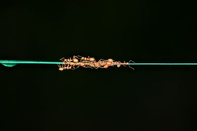 Close-up of illuminated lighting equipment against black background