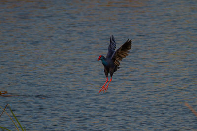 Bird flying over lake