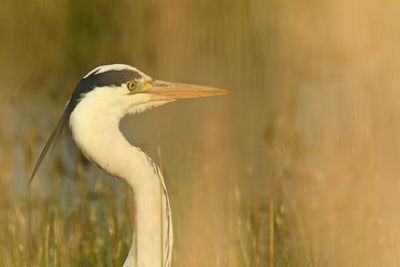 Side view of a bird against blurred background