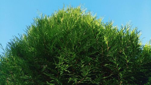 Low angle view of trees against clear blue sky