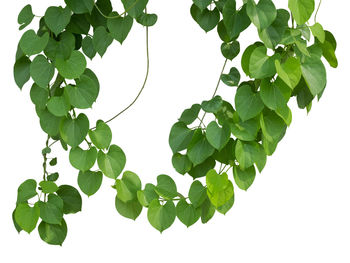 Low angle view of leaves against white background