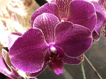 Close-up of purple orchid