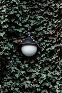 High angle view of ivy hanging on tree