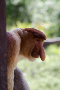 Close-up of monkey looking away