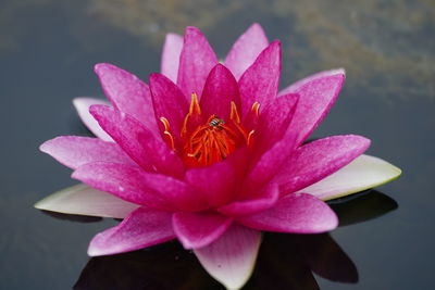 Close-up of pink water lily