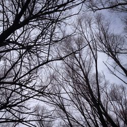 Low angle view of bare trees against sky