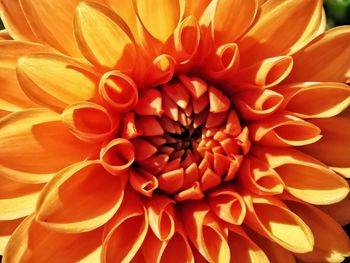 Close-up of orange dahlia