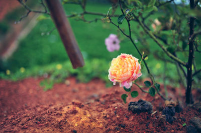 Close-up of rose plant on field