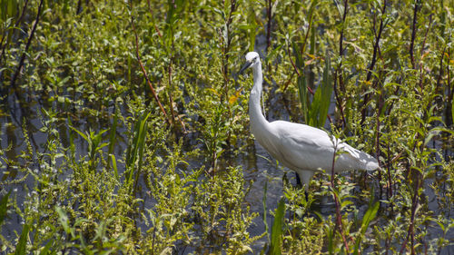 White bird on grass