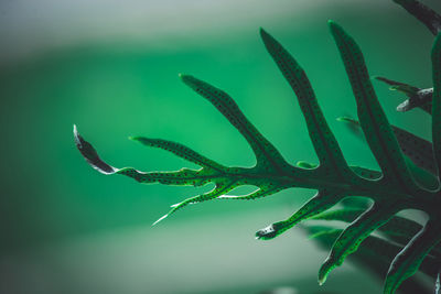 Close-up of plant against blurred background