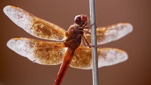 Close-up of dragonfly on plant stem