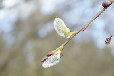 Close-up of twigs