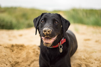 Portrait of black dog on beach