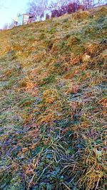 Close-up of multi colored grass on field