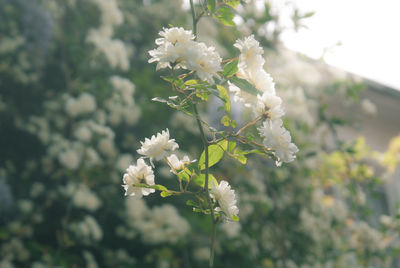 Close-up of white cherry blossom tree