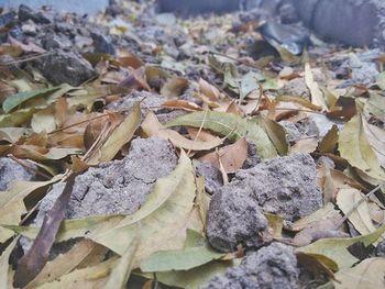 Close-up of leaves