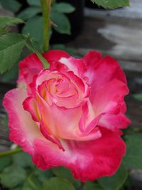 Close-up of pink rose