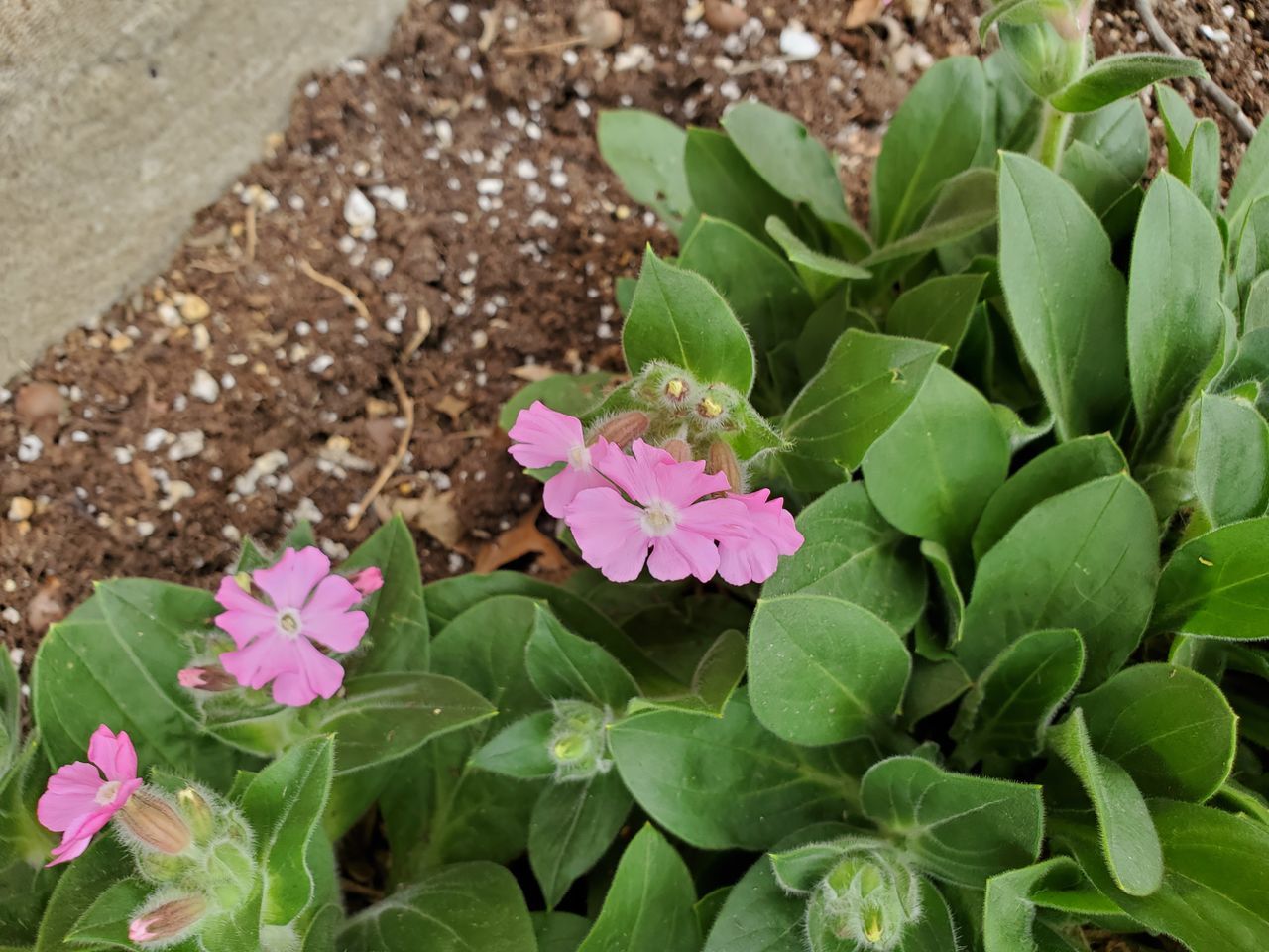 CLOSE-UP OF PINK FLOWERING PLANTS