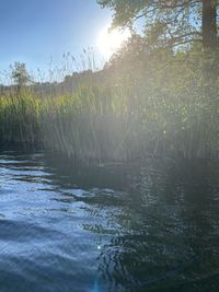 Scenic view of lake in forest against sky