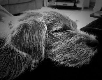 Close-up of a dog looking away