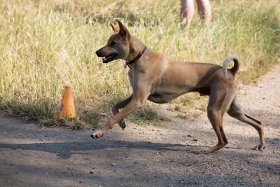 Dog running on grass