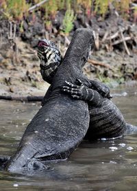Close-up of frog in water