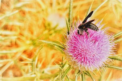 Close-up of honey bee on thistle blooming in field