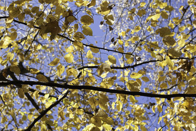 Low angle view of flower tree