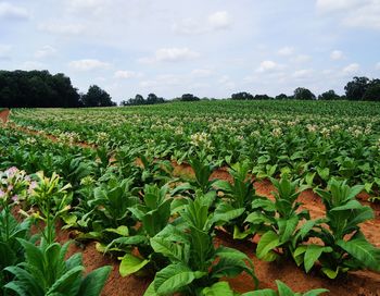 Plants growing in field