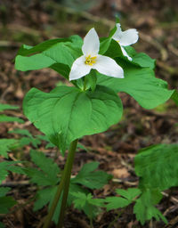 Close-up of flower blooming outdoors