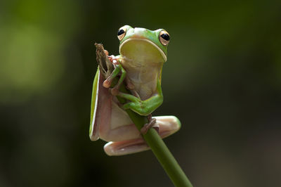 Close-up of insect perching on leaf