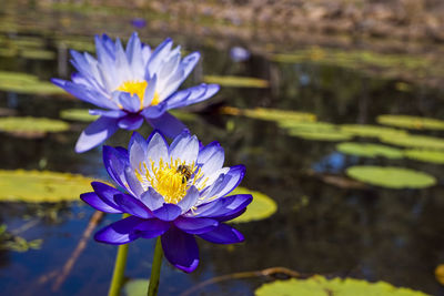 Two tropical australian blue water lilies on a lake with a european bee collecting pollen. 