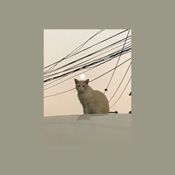 Low angle view of cat sitting against clear sky