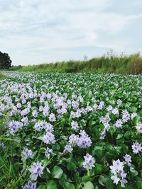 Scenic view of flowering plants on field against sky