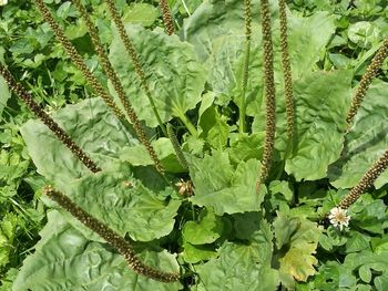 Close-up of fresh green plant