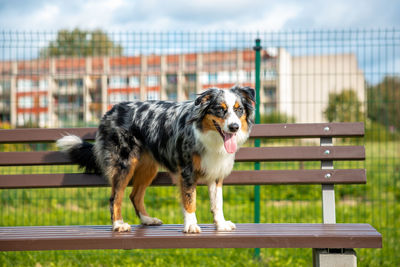 Dog running on field