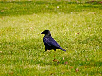 Bird perching on field