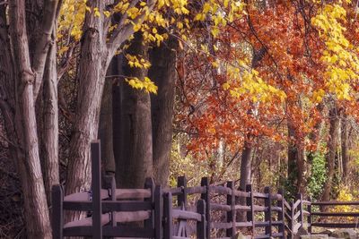 Trees by plants during autumn