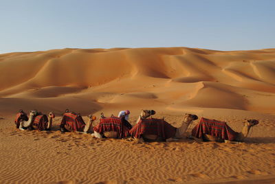 Camels sitting in desert against clear sky on sunny day